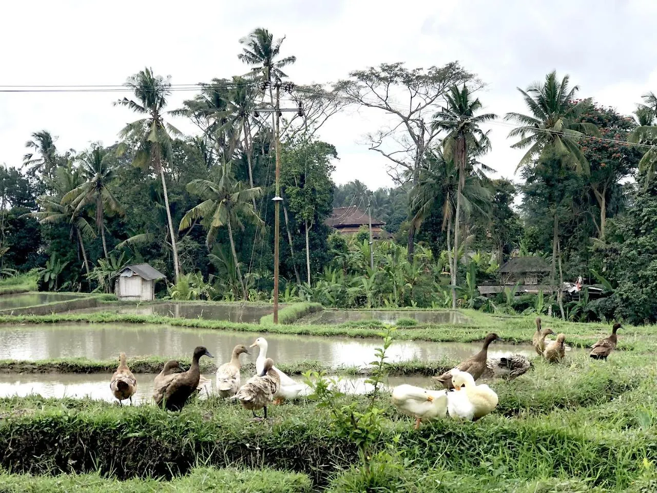 Villa Neyang Ubud